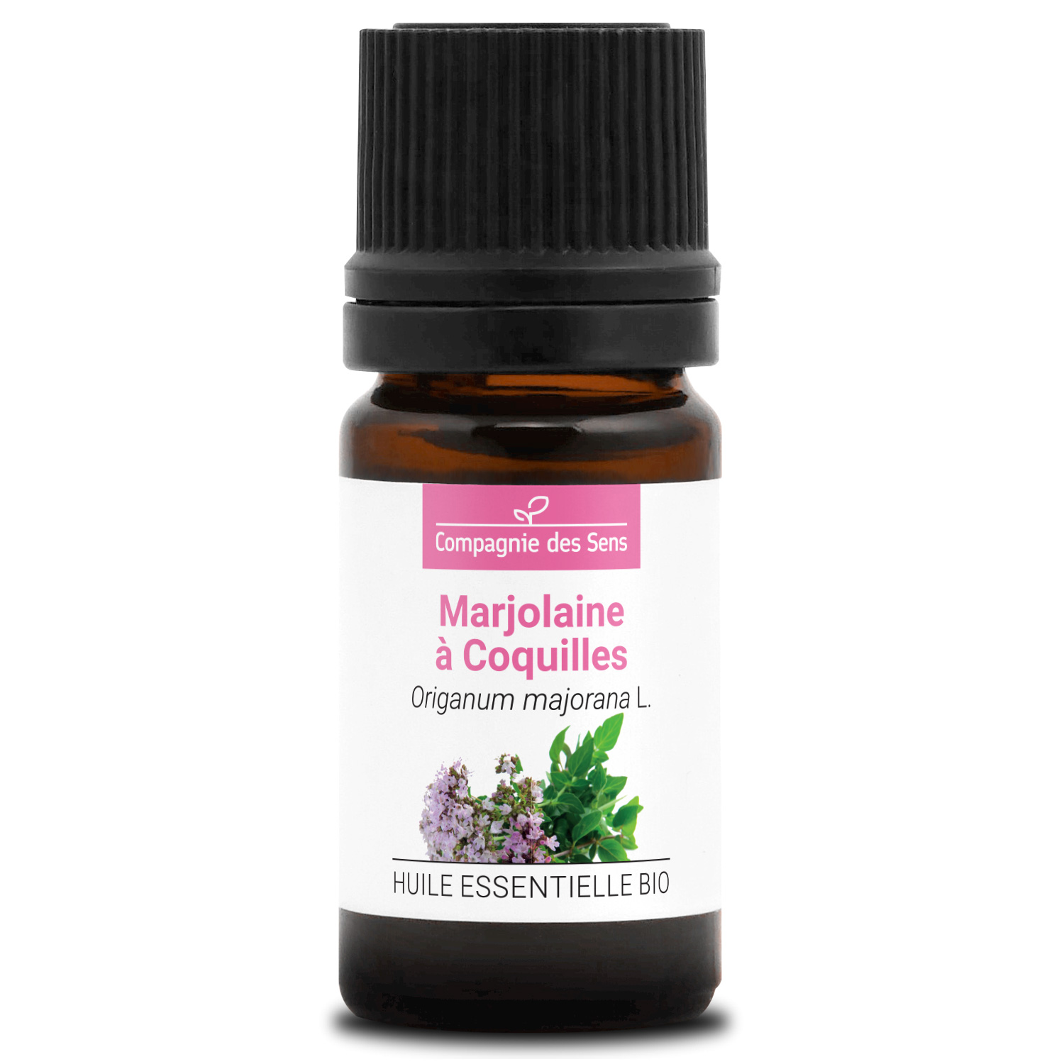 Marjolaine à Coquilles